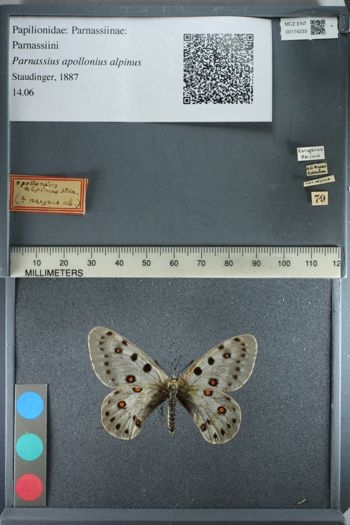 Media type: image;   Entomology 174233